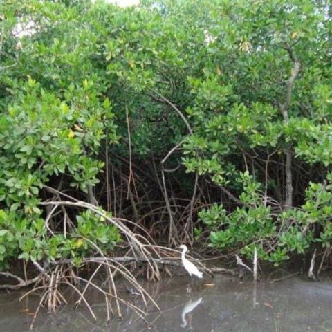 Mangrove of Morne Cabri