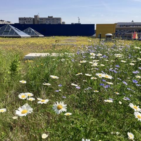 Late spring on the green roof