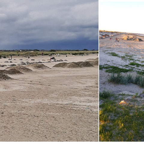 Ectocarpus mounds near fore dunes Dollymount Strand, North Bull Island. Dublin CARO August 2020