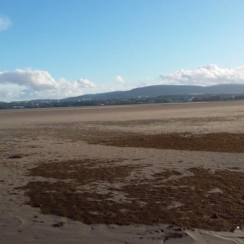 Ectocarpus carpeting South Side Dublin Bay, Niamh Ni Cholmain  September 2016
