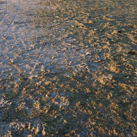 Ectocarpus carpeting at Dollymount Strand, Dublin CARO August 2020