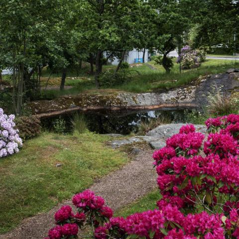 Green and flowering bushes and trees around a small pond