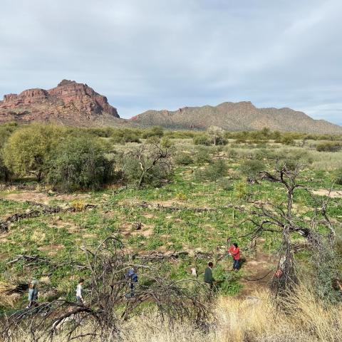 An overview of the landscape at the Lower Salt River Restoration Project Area with Planted Trees 
