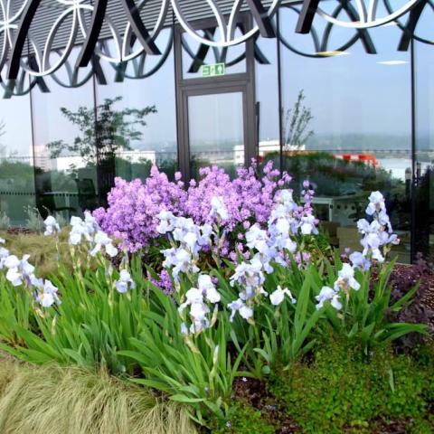 The green roof garden at the Library of Birmingham