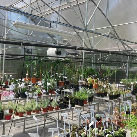 Medical Aromatic Plant Growing Greenhouse