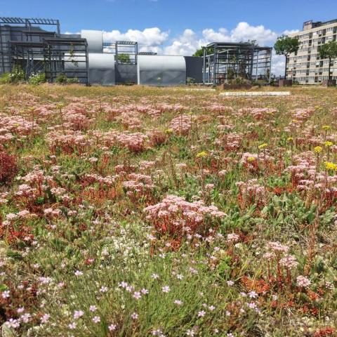 Late spring on the green roof