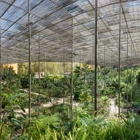 The picture shows the inside of the Estufa Fria.