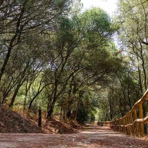 The picture shows a hiking trail in the Parque Florestal de Monsanto.