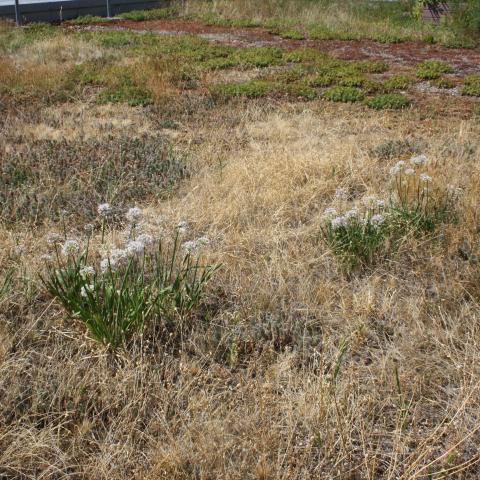 Summer on the green roof - Allium tuberosum