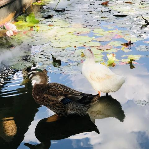 Bird species at the Green Lake Park