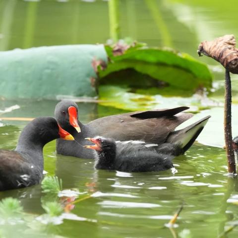 Bird species at the Green Lake Park