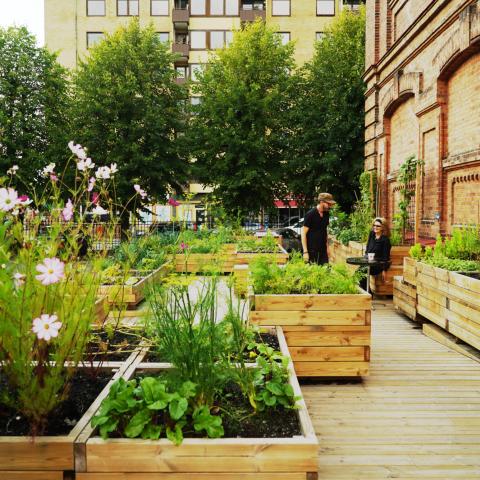 A few people standing among wooden cultivation modules where different plants are grown, next to the brick building called Musikens hus.