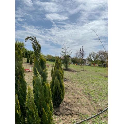 Planted tree sapling in the park 