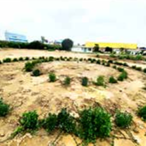 Crop of peppermint, one of the nursery's medicinal plants