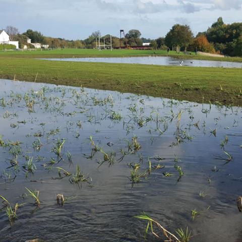Wetlands at Dodder Park