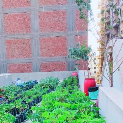 An overview photo of plants being installed on a rooftop 