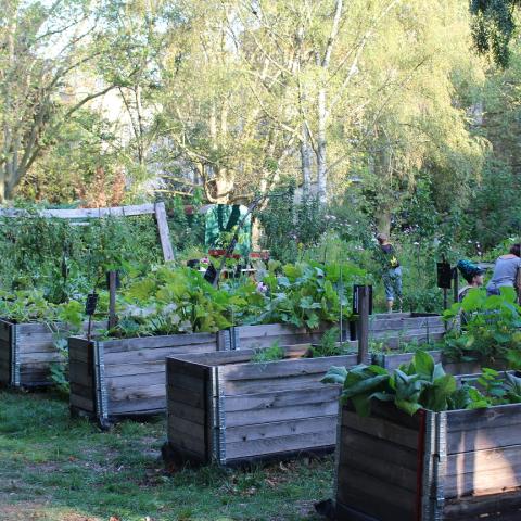 Raised gardening beds on the cemetery