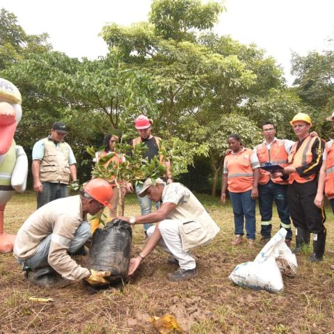 planting session in Mamonal