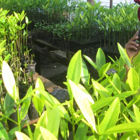 Gloria Sanchez in the nurserie