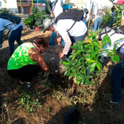 planting around the Bazurto Market