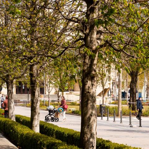 Trees in front of the theatre 