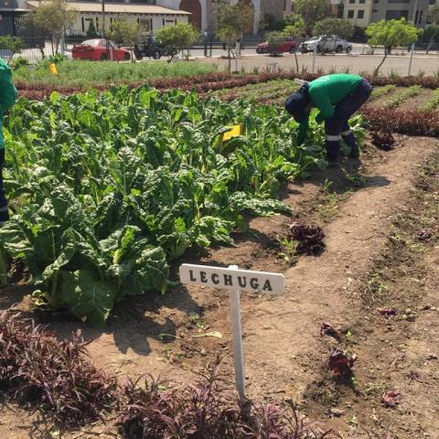 Picture of the letuce bed of one of the Molihuertos