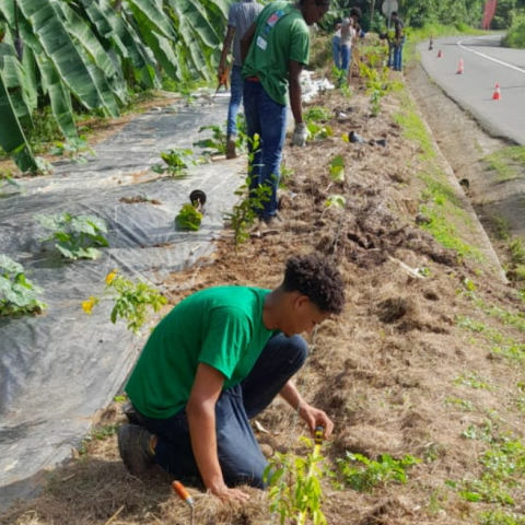 educational plantations by high school students