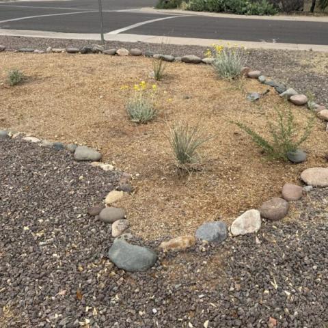 A photo of the installed rain garden.