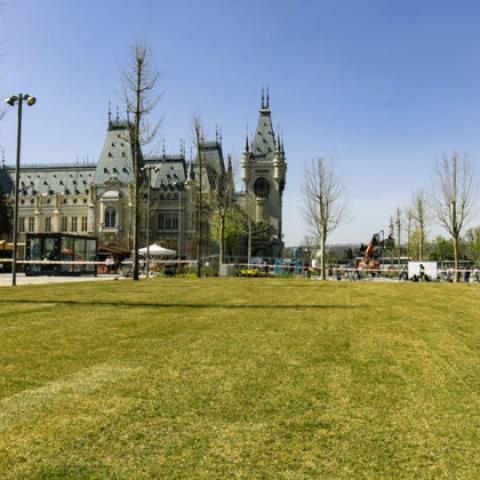 Grass field and trees in the area 