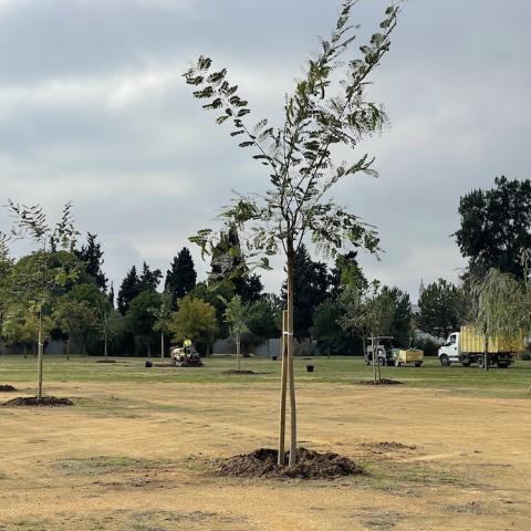 A row of newly planted small trees in a park