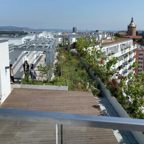 View of a roof on green roofs, facades and trees
