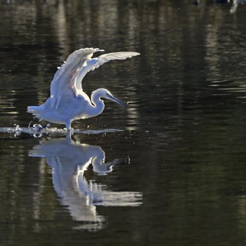 Little Egret on Booterstown Marsh