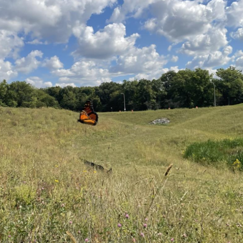 Rouge Park Stormwater Basin