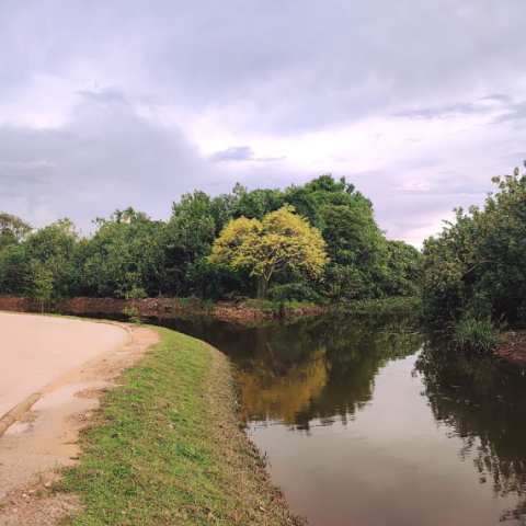 View of a water body in the Gothatuwa Wetland Park
