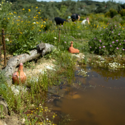 Fast Forest in Parque do Vale da Montanha