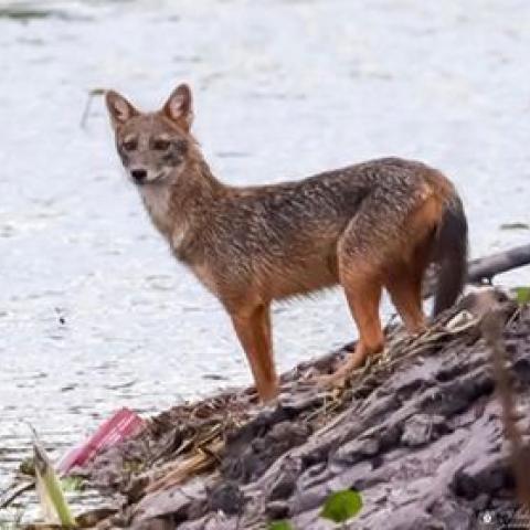 Thikula Samaradivakara (Jackel), Pay Drechsel (Langur), Vidura Gamini Abhaya (Fishing Cat)