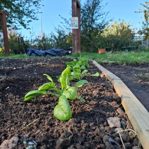 The City Farm Ballymun 
