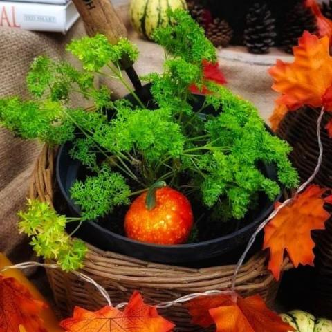 The City Farm Ballymun 