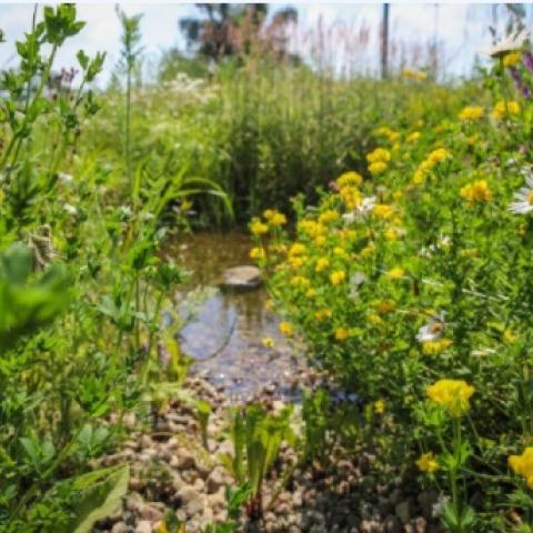 Rain gardens in Gdansk