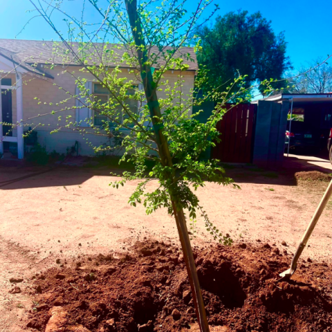 Westwood Neighborhood