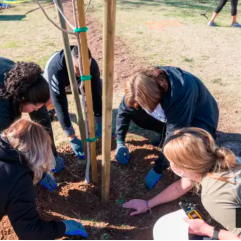 Trees planted at Emerson Elementary