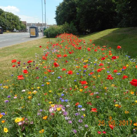 Urban Meadow Bed at Lake Road, Portsmouth (2017)
