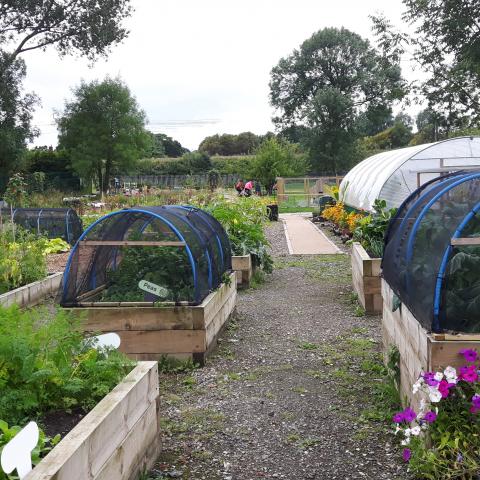 Appletree Allotment and Community Garden (2017)