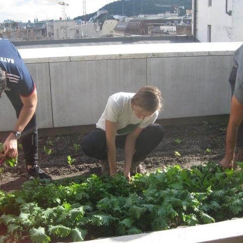 CEU Rooftop Garden 