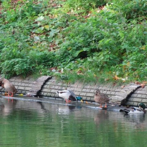 Animal Resting Board With Ladders