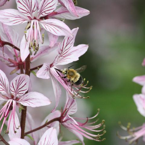 DICTAMNUS LIFE09/NAT/IT000212 (2013)