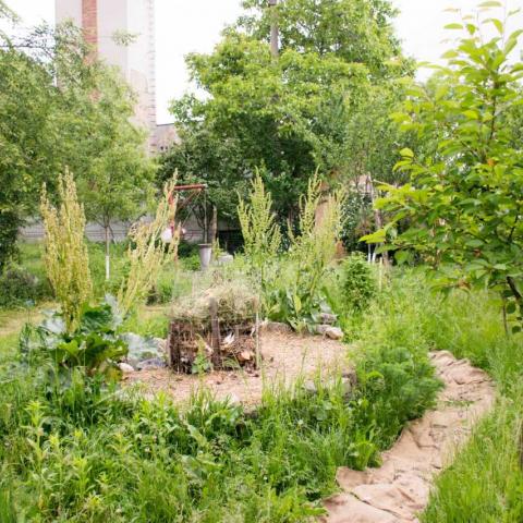 Gura Siriului Community Garden