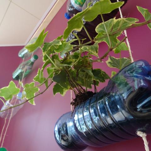 Plants on the interior vegetal wall