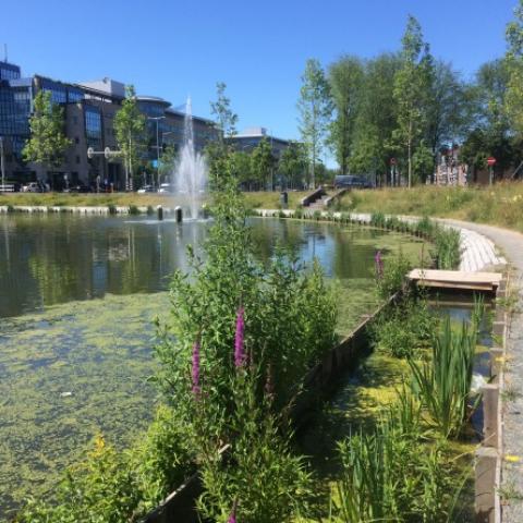 Eco-friendly Canal Bank