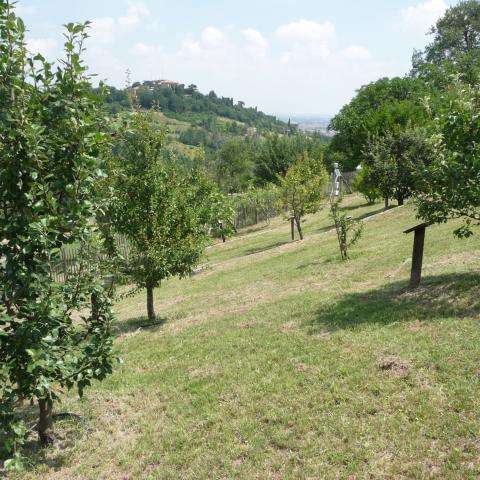 Fruit Garden in Villa Ghigi (2018)